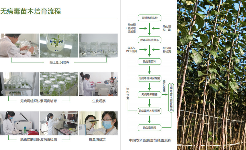 為什么一定要栽植脫毒蘋果苗